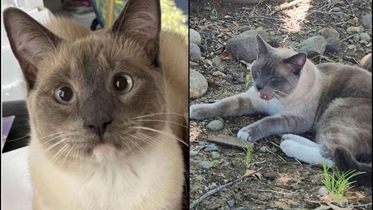 Yellowstone’da kaybolan kedi, 1450 kilometre yol kat ederek eve döndü