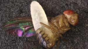 Yeni bir eşek arısı türü keşfedildi! Korkunç yöntemle çoğalıyor