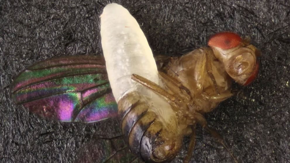 Yeni bir eşek arısı türü keşfedildi! Korkunç yöntemle çoğalıyor