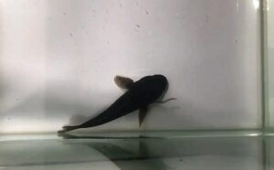 Yılan balığının kendisini yutan büyük balığın midesinden kurtuluş mücadelesi kamerada