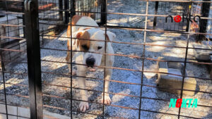 Ata saldıran köpek yakalandı