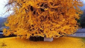 Hemoroid’e iyi geliyor! (Basuru iyileştiriyor) Ginko Biloba Nedir, Ne İşe Yarar? Gingko Biloba Faydaları Nelerdir, Nelere İyi Gelir?