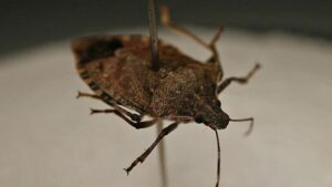 KAHVERENGİ KOKARCA BÖCEĞİ ZARARLARI…. Tarımı bitiriyor, istilacı tür tehdit saçıyor!