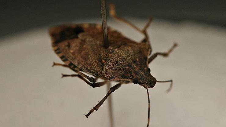 KAHVERENGİ KOKARCA BÖCEĞİ ZARARLARI…. Tarımı bitiriyor, istilacı tür tehdit saçıyor!