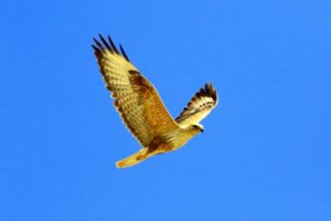 Şahin yuvası, 100 milyon Euro’luk inşaatı durdurdu