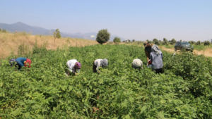 Tarlaya adım atan ağlamaya başladı