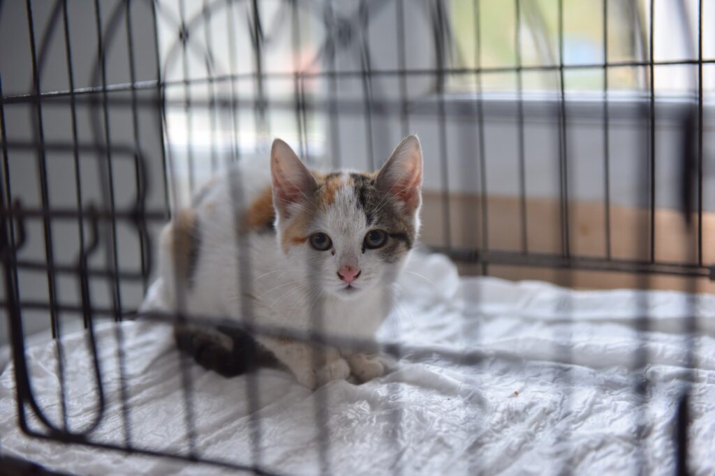 Bursa Yıldırım’da Can Dostlar Emin Ellerde