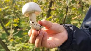 Zehirli mantar nasıl ayırt edilir?