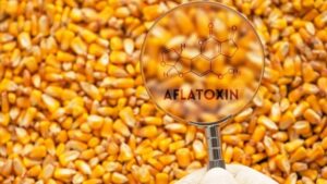 Aflatoksin nedir, neden olur? Aflatoksin hangi gıdalarda bulunur? Aflatoksin oluşumunun nedenleri!