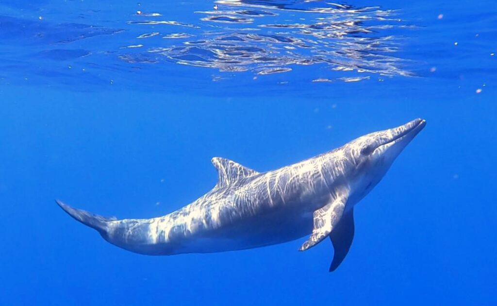 Bilim insanları kaydetti: Yalnız yunus, kendi kendine konuşmaya başladı