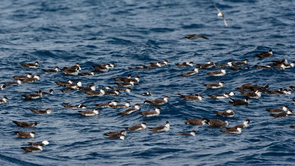 Binlerce ölü kuş sahile vurdu