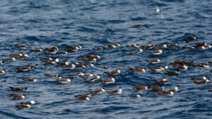 Binlerce ölü kuş sahile vurdu