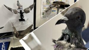 Kameralı robot kuşlar tartışma yarattı: Mahremiyet endişesi var…