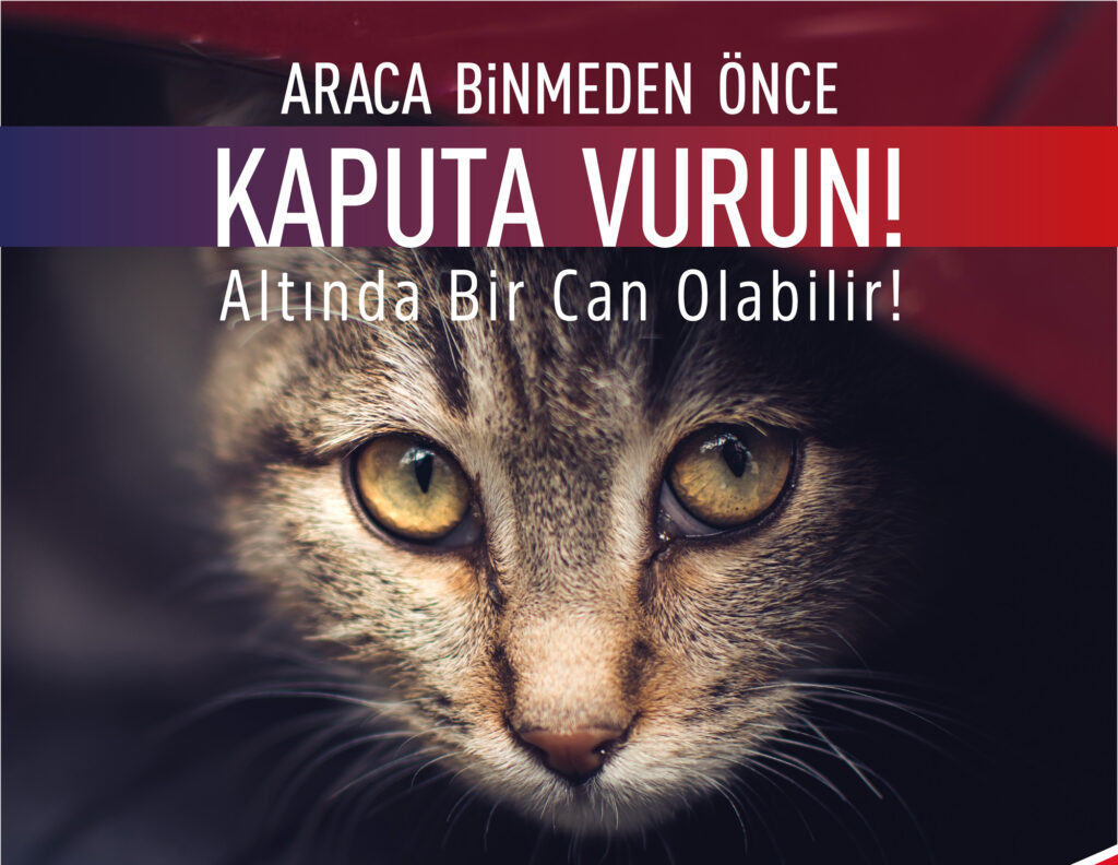 Araca binmeden önce kaputa vur