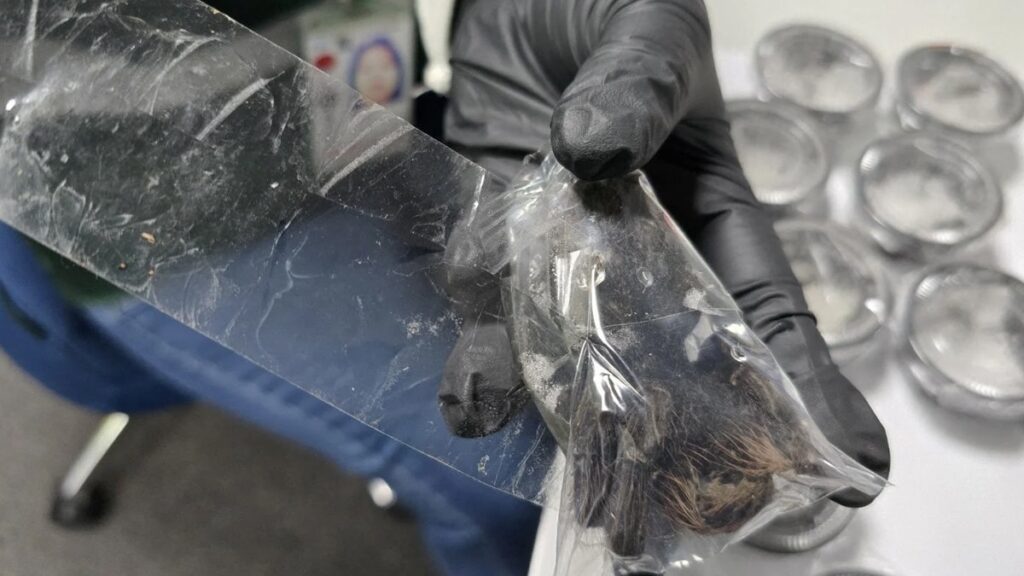 Karnındaki şişkinlikten yüzlerce canlı çıktı, yetkililer devreye girdi