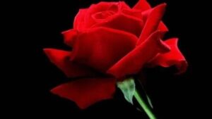 Kedi İle İlgili Hadisler: Peygamber Efendimizin Kedi İle İlgili Sözleri…