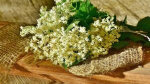 Kış aylarında mutlaka çayını tüketin: Mürver Çiçeği Nedir, Faydaları Nelerdir? Mürver Çiçeği Hangi Hastalıklara İyi Gelir?