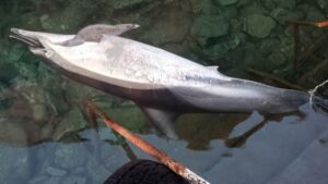 Kuşadası açıklarında Tırtak cinsi yunus ölü bulundu