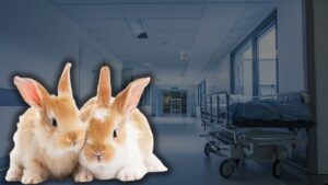 Ülkede veba uyarısı: Tavşanlardan bulaşıyor