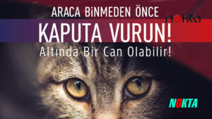 Araca binmeden önce kaputa vur