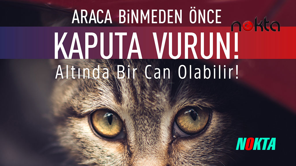 Araca binmeden önce kaputa vur