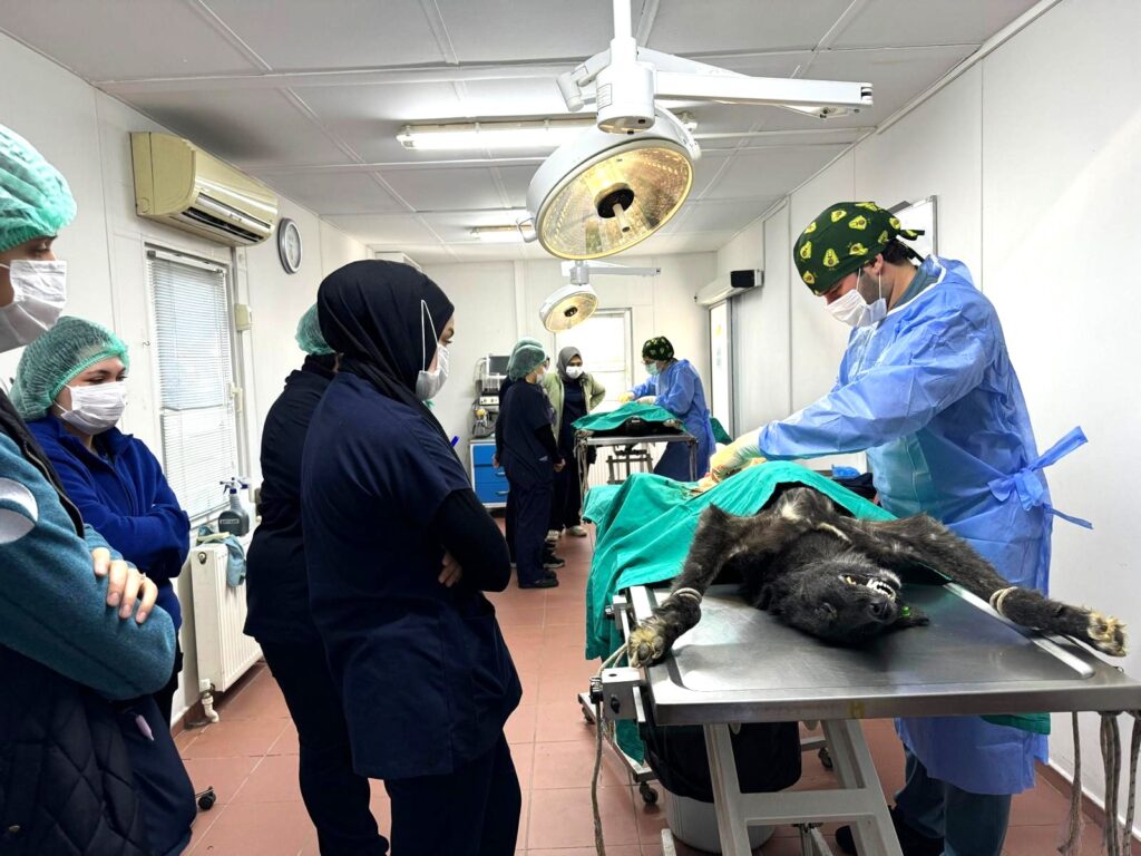 Bursa Osmangazi'de Üniversite işbirliğinde 155 can dostu kısırlaştırıldı