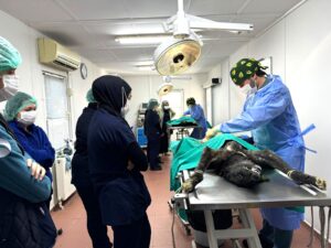 Üniversite işbirliğinde 155 can dostu kısırlaştırıldı