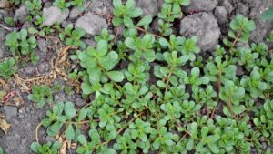 Türkiye’de sadece bir ot olarak görülüyor ama Roma eserlerinde bile adı geçiyor: Bu bitki vitamin deposu