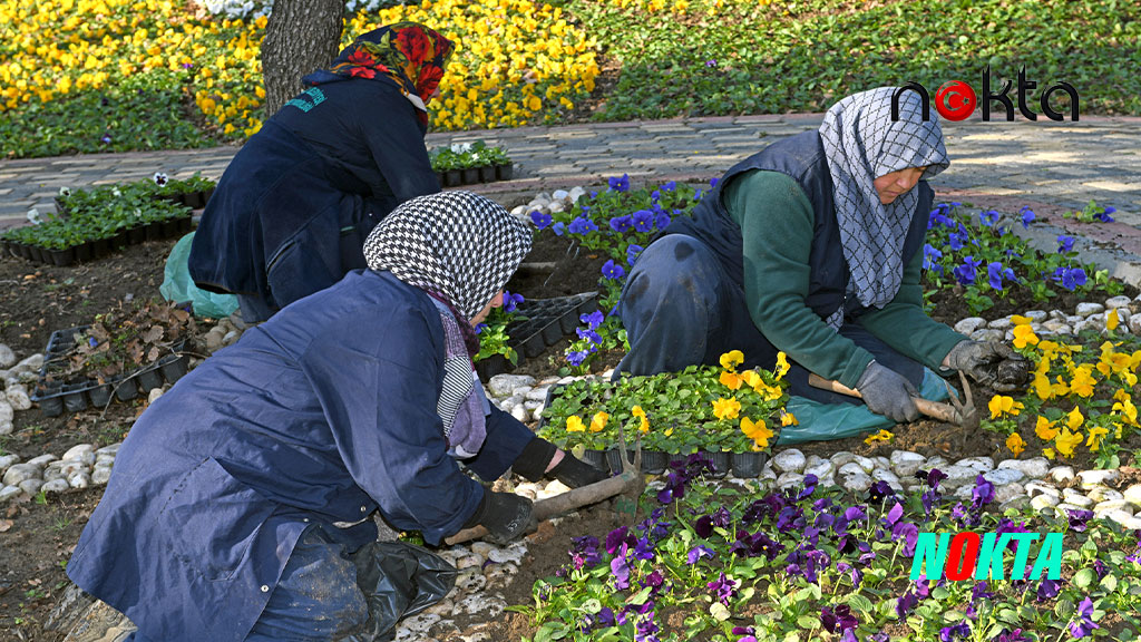 300 bin kış çiçeği toprakla buluşuyor