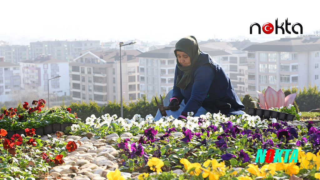 300 bin kış çiçeği toprakla buluşuyor
