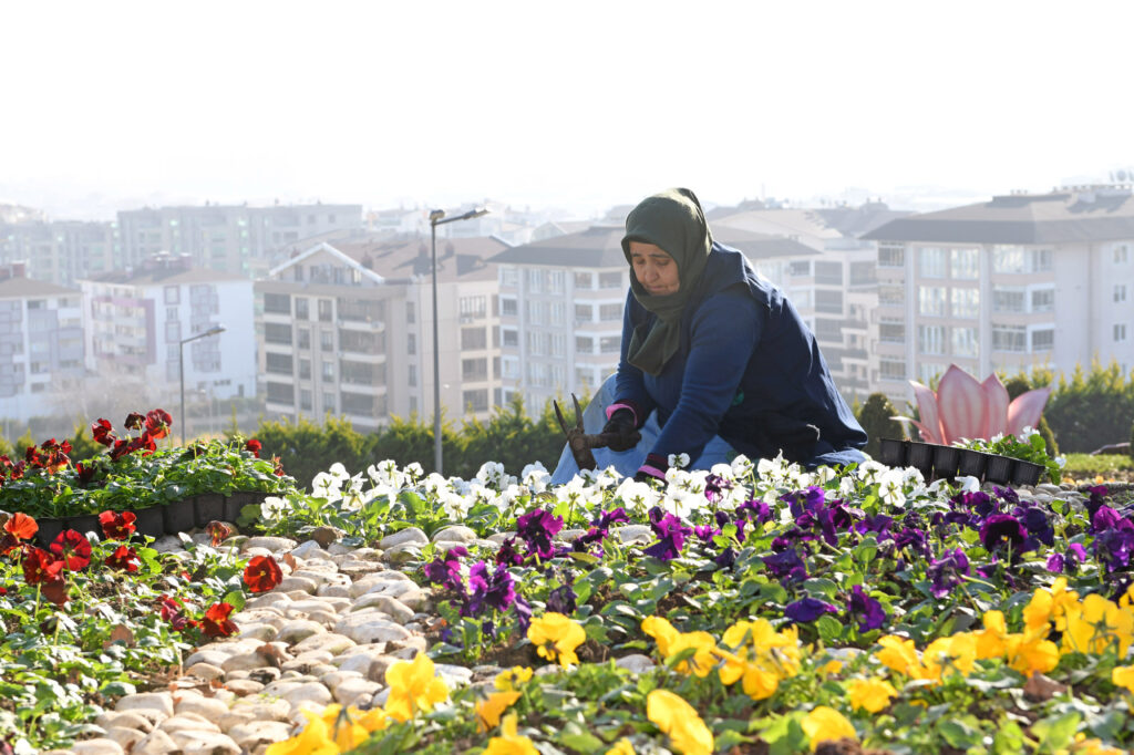 300 bin kış çiçeği toprakla buluşuyor