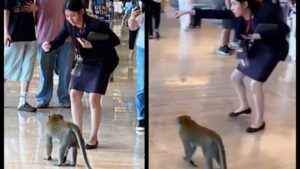 Havalimanında dolaşan maymuna ‘konuşarak’ çıkışı gösterdi: İşte viral olan o anlar!