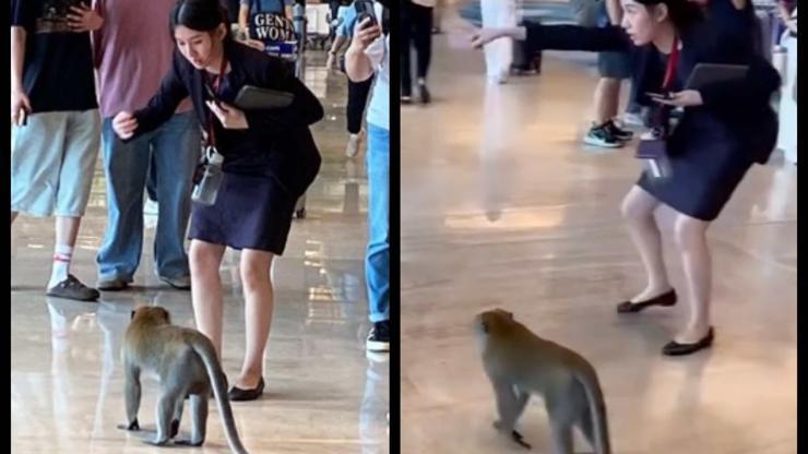 Havalimanında dolaşan maymuna ‘konuşarak’ çıkışı gösterdi: İşte viral olan o anlar!