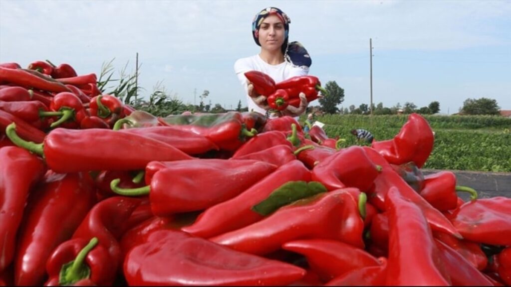 Kapya biber deyip geçmeyin