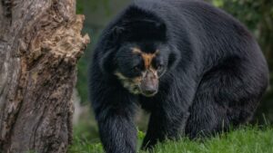 Korkunç son: Üzerine ağaçtan ayı düştü