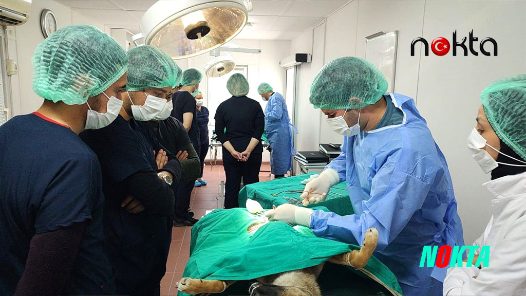 Bursa Osmangazi’de Üniversite işbirliğinde 155 can dostu kısırlaştırıldı