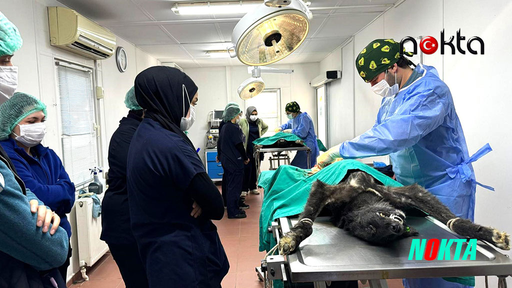 Bursa Osmangazi’de Üniversite işbirliğinde 155 can dostu kısırlaştırıldı