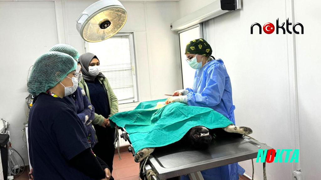 Üniversite işbirliğinde 155 can dostu kısırlaştırıldı