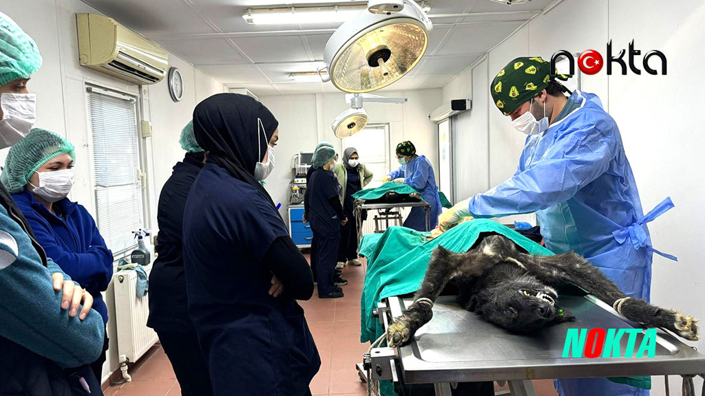 Üniversite işbirliğinde 155 can dostu kısırlaştırıldı