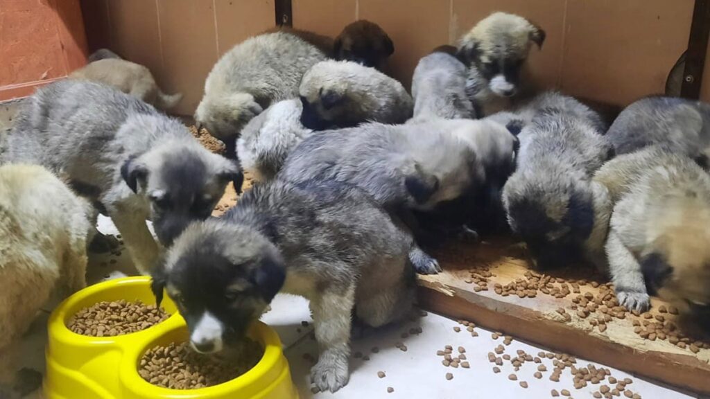 3 milyon köpeği futbol uğruna öldürecekler!