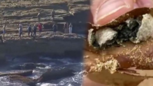 9 plaj apar topar kapatıldı: Patır patır her yerden çıkıyorlar ‘endişe verici’