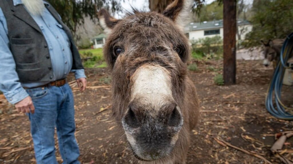 Dünyanın en ünlü eşeği öldü