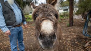 Dünyanın en ünlü eşeği öldü