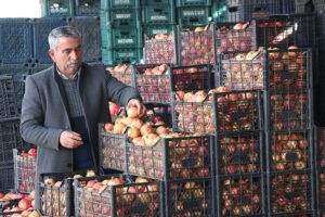 Kalp dostu zivzik narının hasadı başladı: Kilosu 30 liradan satılıyor