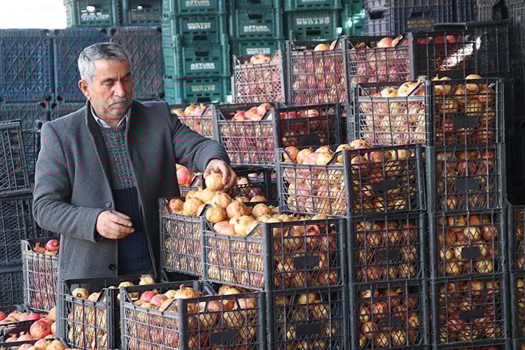 Kalp dostu zivzik narının hasadı başladı: Kilosu 30 liradan satılıyor