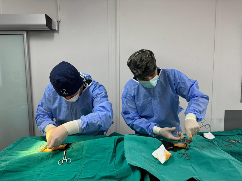 Bursa Osmangazi’de kedi popülasyonu kontrol altında