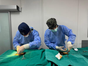 Bursa Osmangazi’de ayda ortalama 200 kedi kısırlaştırılıyor