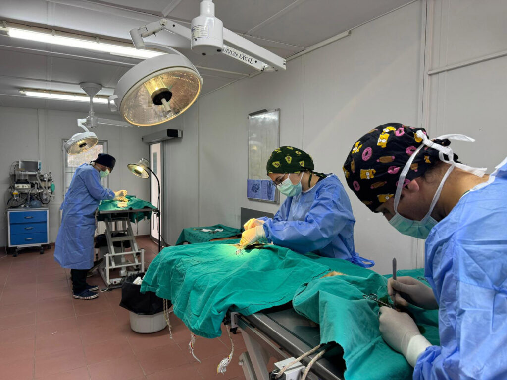 Bursa Osmangazi’de ayda ortalama 200 kedi kısırlaştırılıyor