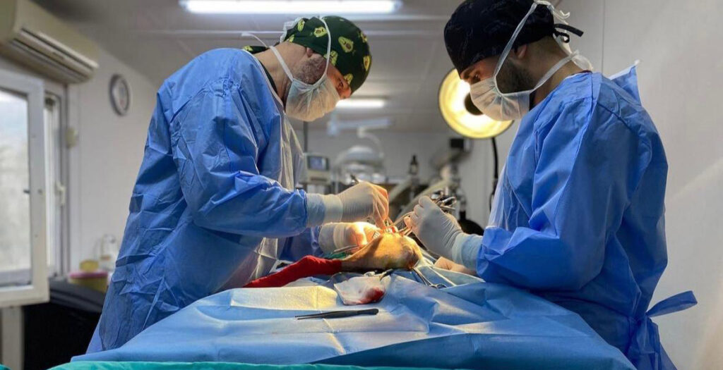 Bursa Osmangazi’de kedi popülasyonu kontrol altında