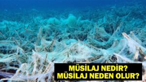 MÜSİLAJ (DENİZ SALYASI) NEDİR? Müsilaj Neden Olur? Marmara Denizi’nde Müsilaj Tehdidi!